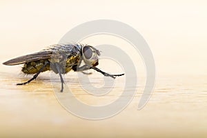 Close up of a House Fly