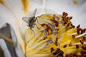 A close up of a house fly on camellia stamen, with selective focus