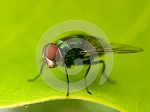 A close up of house fly. House fly micro photography