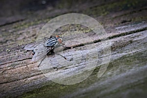 Close up of a house fly sitting on a wooden plank