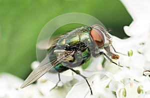 Close up house fly on white flower