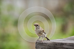 Close up house sparrow with green blur background