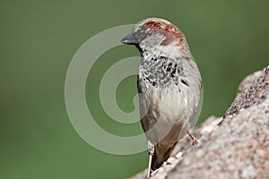 Close-up house sparrow, Passer domesticus