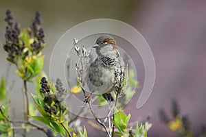 Close up of a house sparrow standing on small branch.