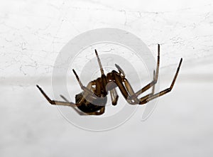 Close Up of a House Spider on a Web