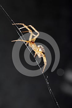 Close Up of a House Spider on a Web