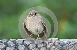 Close up of House Wren With Insect