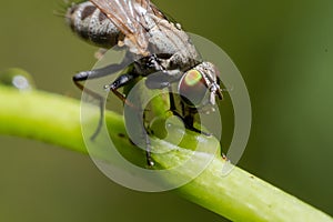 Close up of Housefly on a leaf green