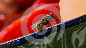 Close-up of a Housefly on a Surface