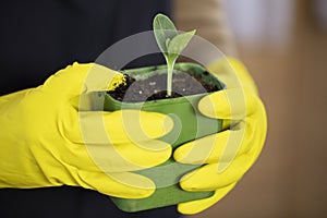 Close-up of housewife`s hands in yellow rubber gloves holding pot with plant.