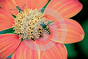 Close up of 2 hover flies collecting nectar on a beautiful red and orange Dahlia Coccinea in the garden