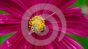 Close up of hover fly on a flower