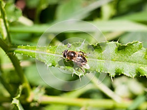 Close up of hover fly on leaf Syrphidae