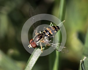 Close up of a Hover Fly (Syrphidae) perched on a blade of green grass