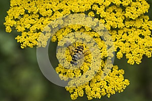 A close up of a hoverfly on the bright yellow flowers of Moonshine Yarrow - Achillea Moonshine. 1