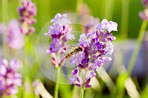 Close up of hoverfly feeding at lavender flowers. Shallow depth of field.