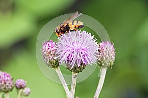 Close up of a hoverfly on a plume thistle flower