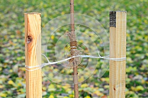 Close up on how to Plant a Tree Correctly with Two Stakes.