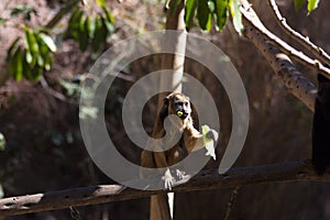 Close up of a howler monkey eating