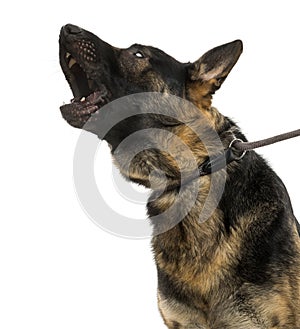 Close-up of a howling Belgian shepherd dog on leash