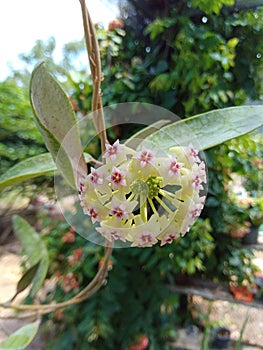 Close up Hoya cumingiana blooms in clusters of yellow star shaped flowers