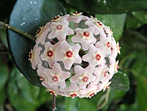 Close Up of Hoya Plant Flower