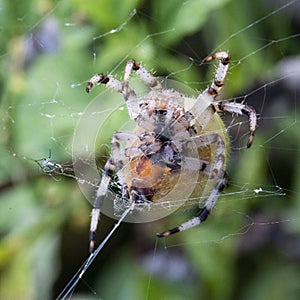 Close-up of a huge Araneus spider on a web. hundreds of threads are visible from its spider glands, macro