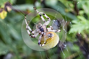Close-up of a huge Araneus spider on a web. hundreds of threads are visible from its spider glands, macro