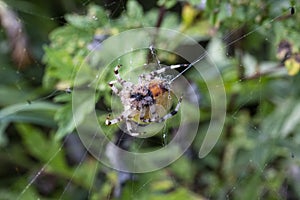 Close-up of a huge Araneus spider on a web. hundreds of threads are visible from its spider glands, macro