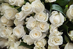 close-up of a huge bouquet of white roses