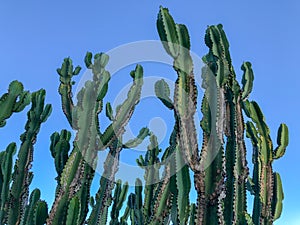 Close up of huge cactus on a blue sky