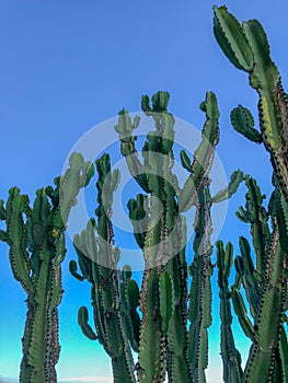 Close up of huge cactus on a blue sky