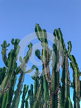 Close up of huge cactus on a blue sky