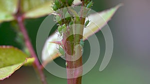 Close-up, a huge colony of aphids populated all the young shoots of the rose and feed on the juice of the plant