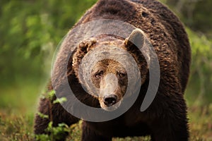 Close-up of a huge European brown bear