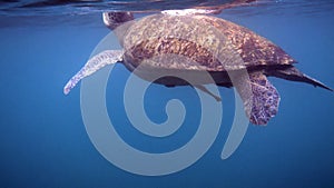 Close up of huge female old big sea turtle swimming in deep blue ocean among coral reef, ascends to the surface to