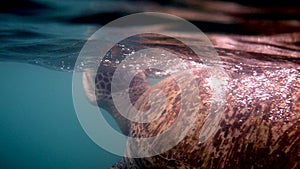 Close up of huge female old big sea turtle swimming in deep blue ocean among coral reef, ascends to the surface to