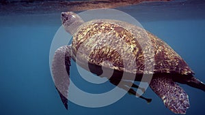 Close up of huge female old big sea turtle swimming in deep blue ocean among coral reef, ascends to the surface to