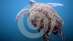 Close up of huge female old big sea turtle swimming in deep blue ocean among coral reef, ascends to the surface to