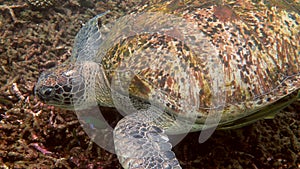 Close up of huge female old big sea turtle swimming in deep blue ocean among coral reef, feeding on corals. Close up