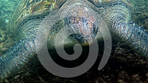 Close up of huge female old big sea turtle swimming in deep blue ocean among coral reef, feeding on corals. Close up