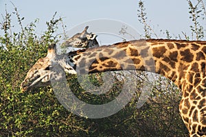 Close-up of a huge giraffe eating in the bush