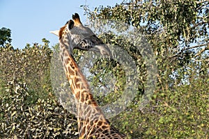 Close-up of a huge giraffe eating in the bush