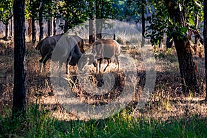 Close up of huge indian gaurs in the wild