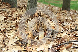 Close-up of a Huge Morel Mushrooms in the Wild photo
