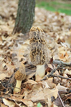 Close-up of a Huge Morel Mushrooms in the Wild photo