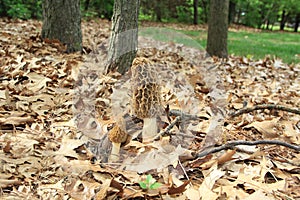 Close-up of a Huge Morel Mushrooms in the Wild photo