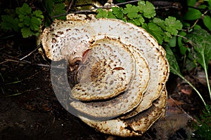 Close-up of a huge mushroom in the forest