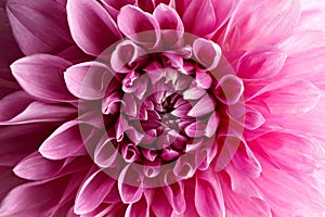 Close up of a huge pink blooming Dahlia flower Cotton candy Hybrid