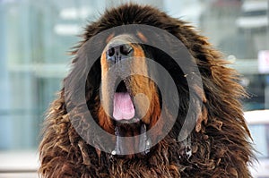 Tibetan Mastiff